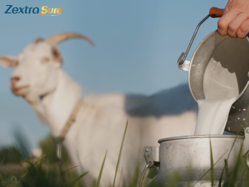 is-goat-milk-dairy (3)